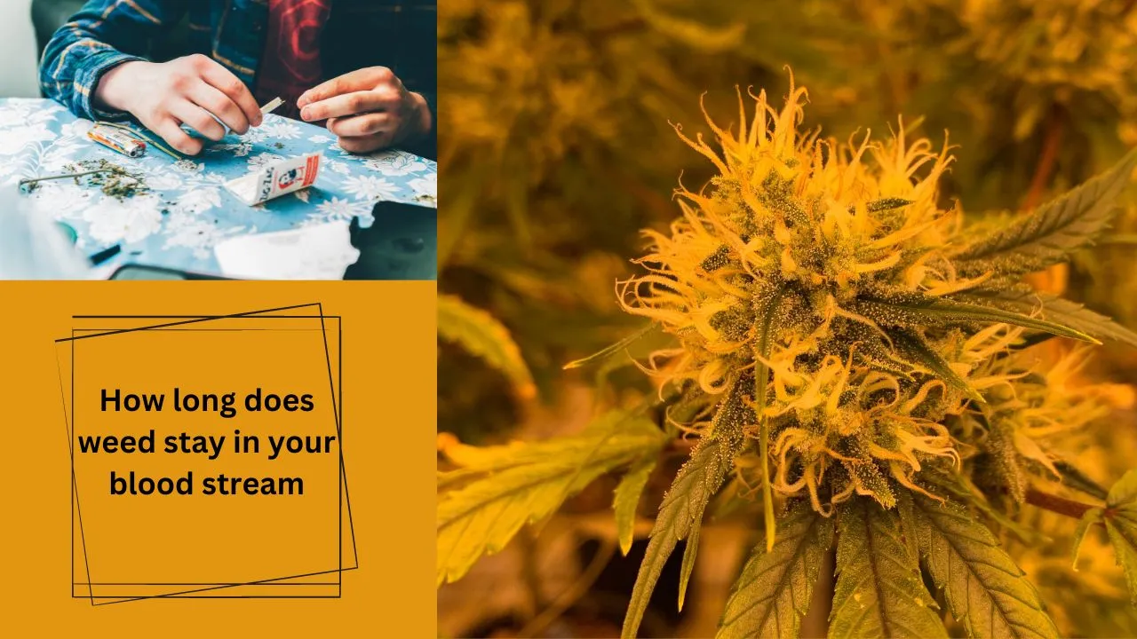 How long does weed stay in your blood stream,